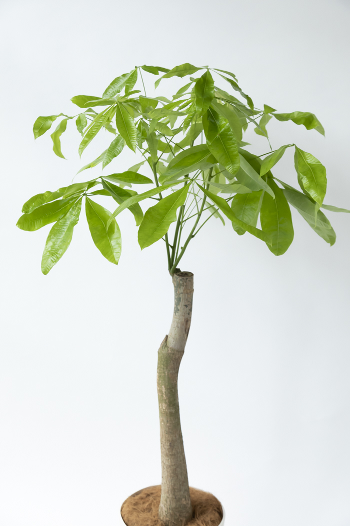 観葉植物 パキラ ムーンライト 一点もの（10号鉢）の写真4枚目