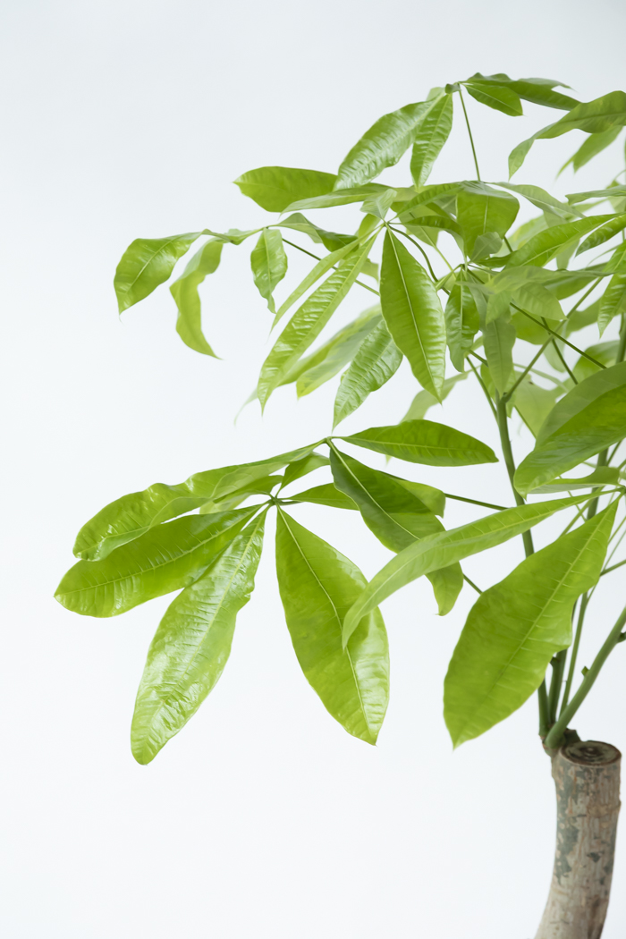 観葉植物 パキラ ムーンライト 一点もの（10号鉢）の写真5枚目