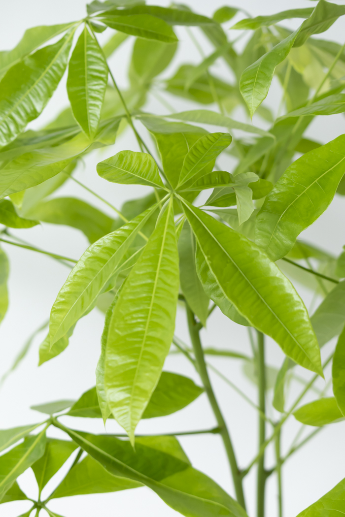 観葉植物 パキラ ムーンライト 一点もの（10号鉢）の写真6枚目