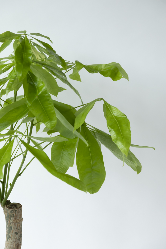 観葉植物 パキラ ムーンライト 一点もの（10号鉢）の写真7枚目