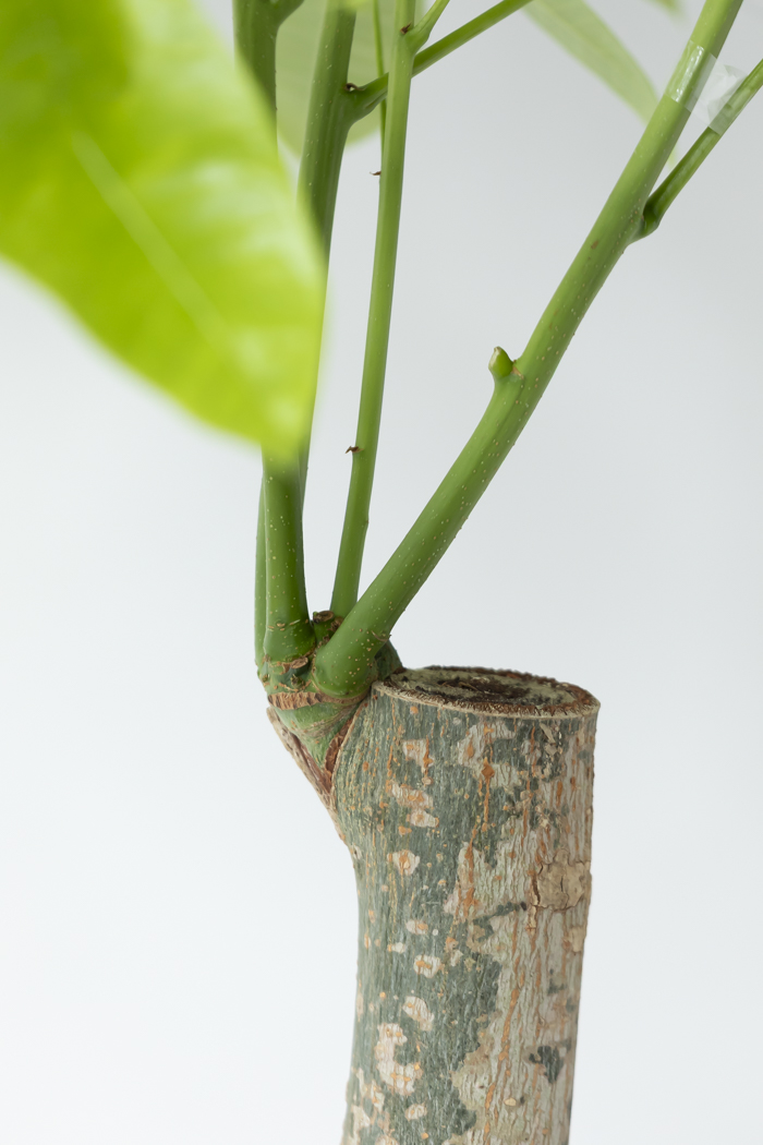 観葉植物 パキラ ムーンライト 一点もの（10号鉢）の写真10枚目