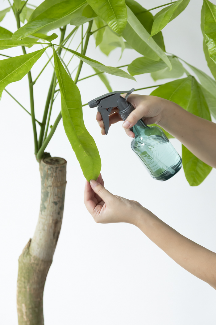 観葉植物 パキラ ムーンライト 一点もの（10号鉢）の写真12枚目