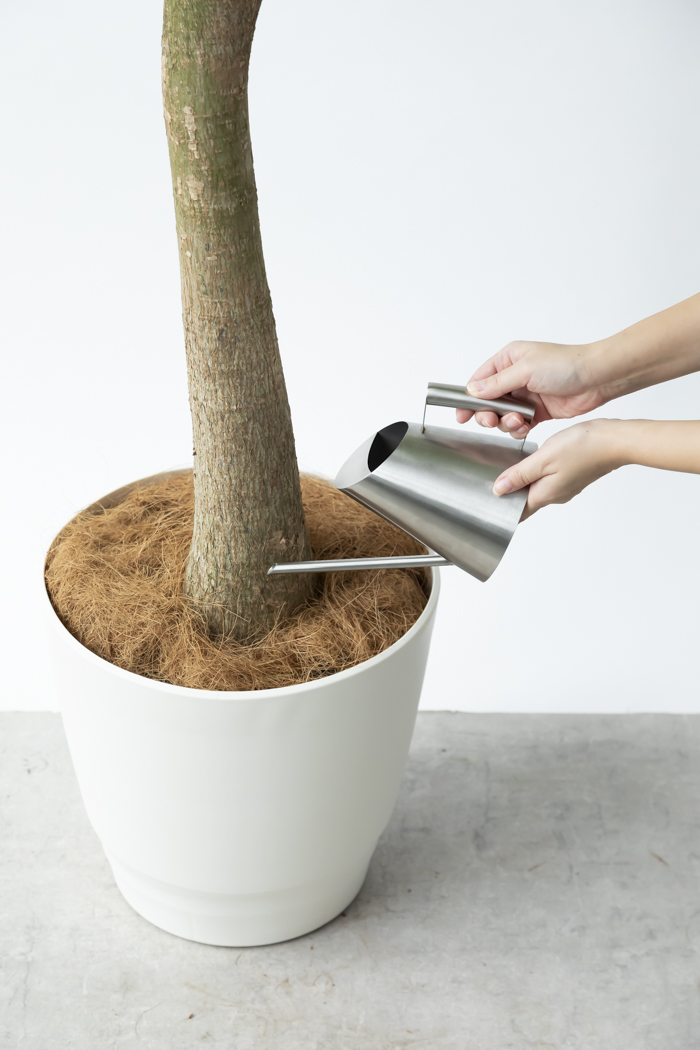 観葉植物 パキラ ムーンライト 一点もの（10号鉢）の写真13枚目