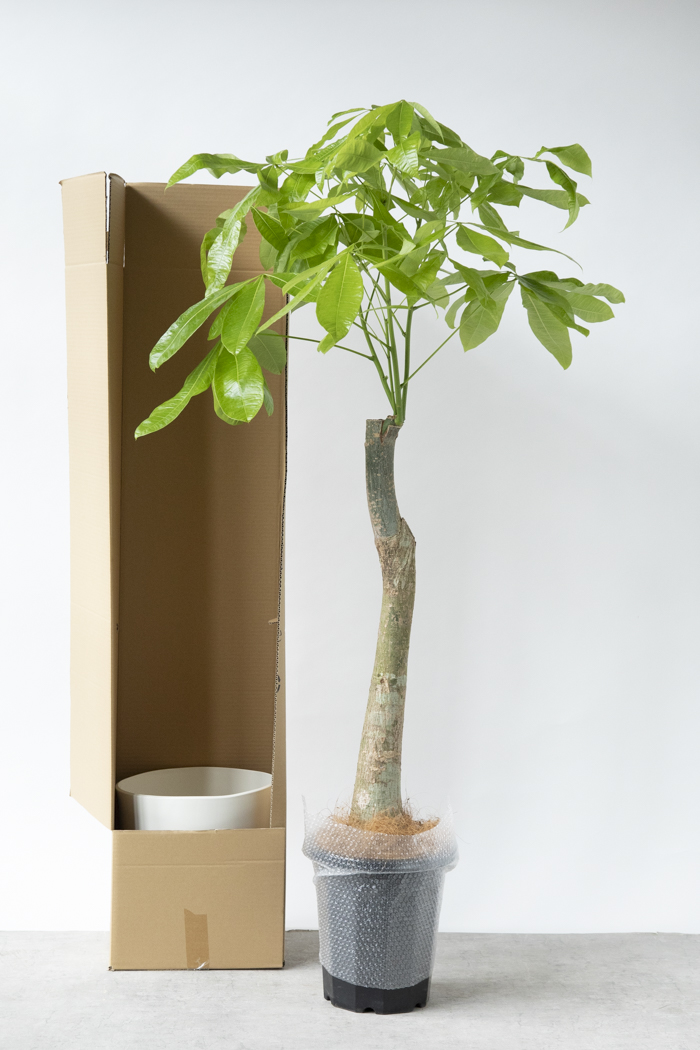 観葉植物 パキラ ムーンライト 一点もの（10号鉢）の写真14枚目
