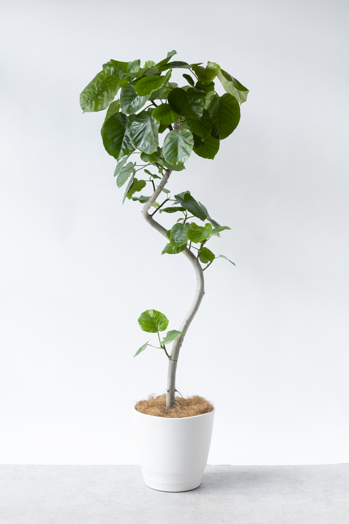観葉植物 フィカス ウンベラータ曲がり（10号鉢）