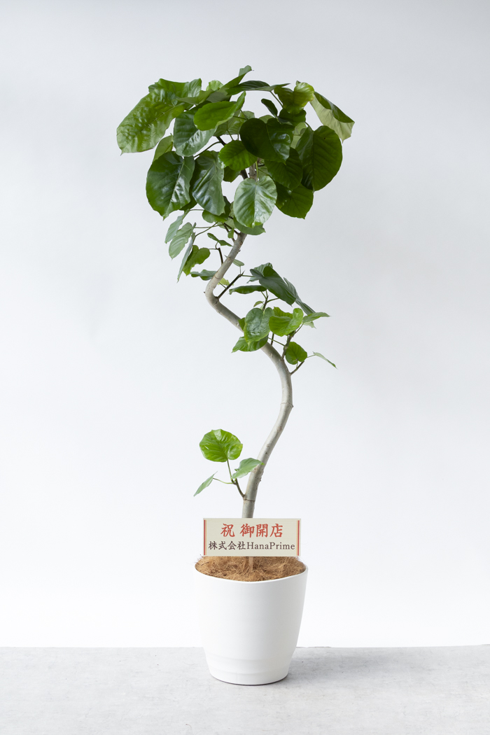 観葉植物 フィカス ウンベラータ曲がり（10号鉢）