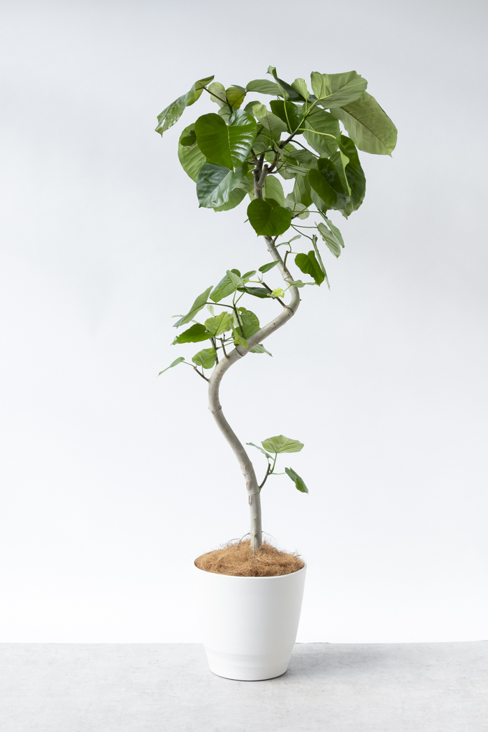観葉植物 フィカス ウンベラータ曲がり（10号鉢）の写真3枚目