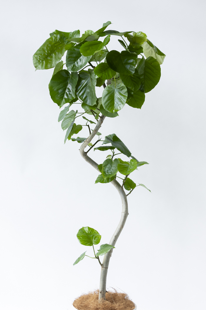 観葉植物 フィカス ウンベラータ曲がり（10号鉢）の写真4枚目