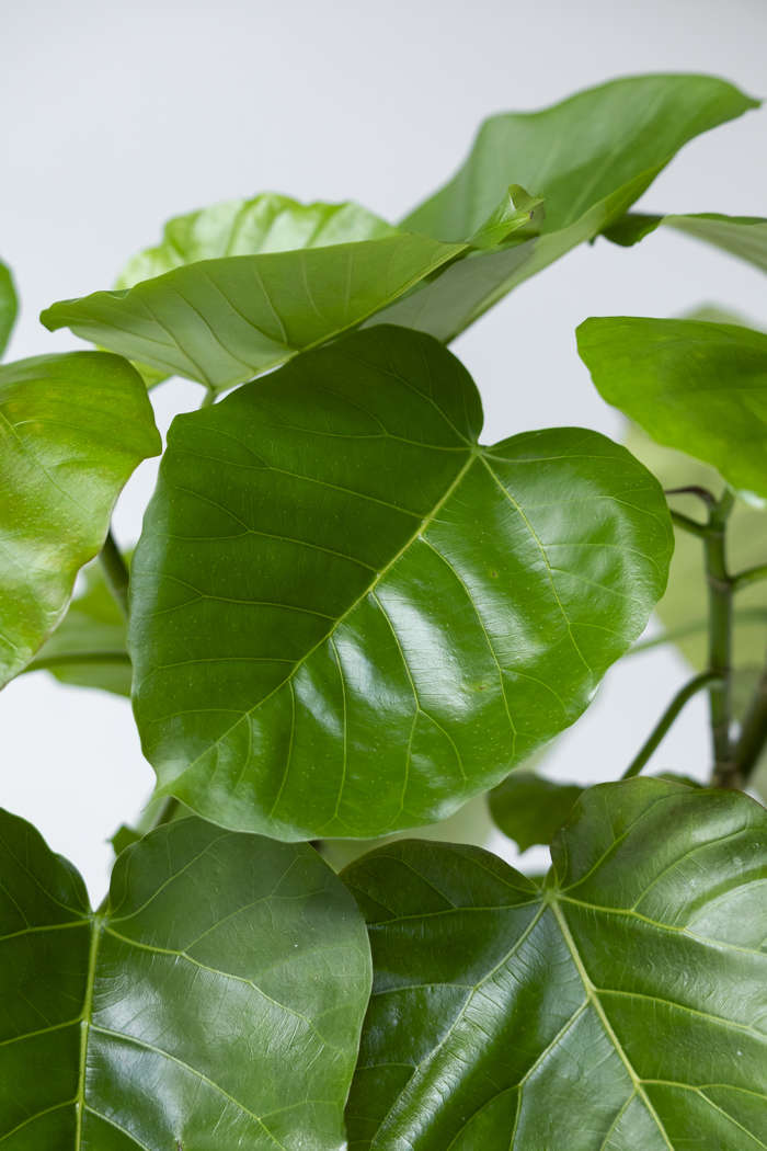 観葉植物 フィカス ウンベラータ曲がり（10号鉢）の写真5枚目