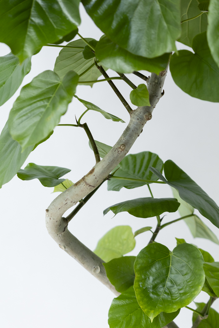 観葉植物 フィカス ウンベラータ曲がり（10号鉢）の写真6枚目