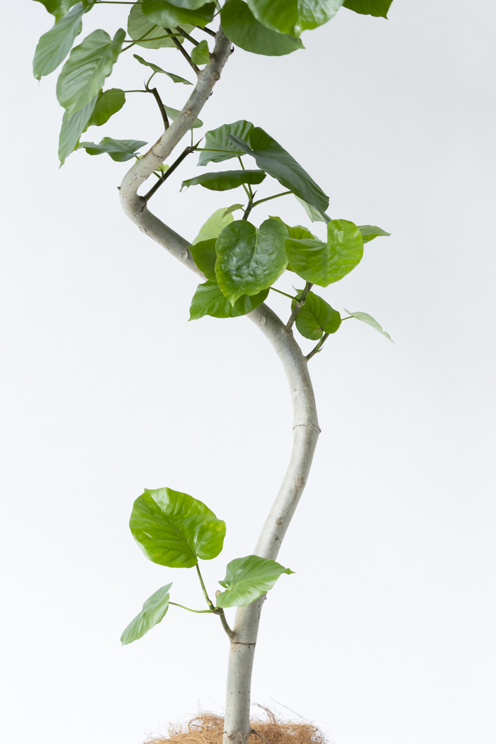 観葉植物 フィカス ウンベラータ曲がり（10号鉢）の写真7枚目