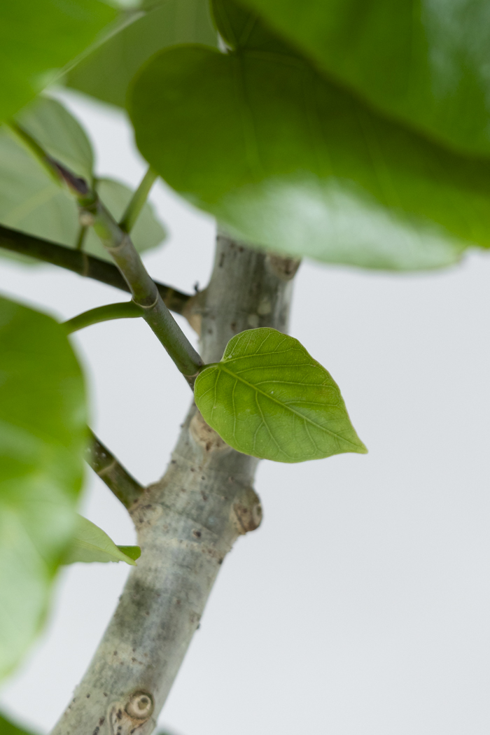 観葉植物 フィカス ウンベラータ曲がり（10号鉢）の写真8枚目