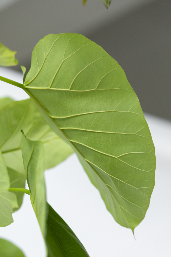 観葉植物 フィカス ウンベラータ曲がり（10号鉢）の写真9枚目