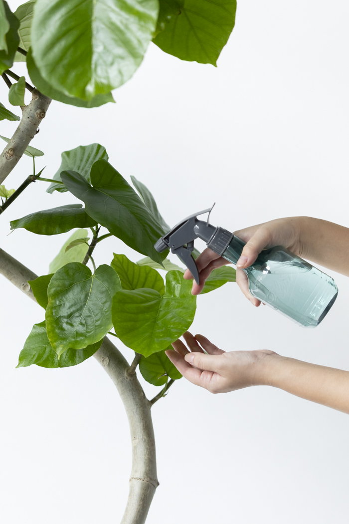 観葉植物 フィカス ウンベラータ曲がり（10号鉢）の写真10枚目