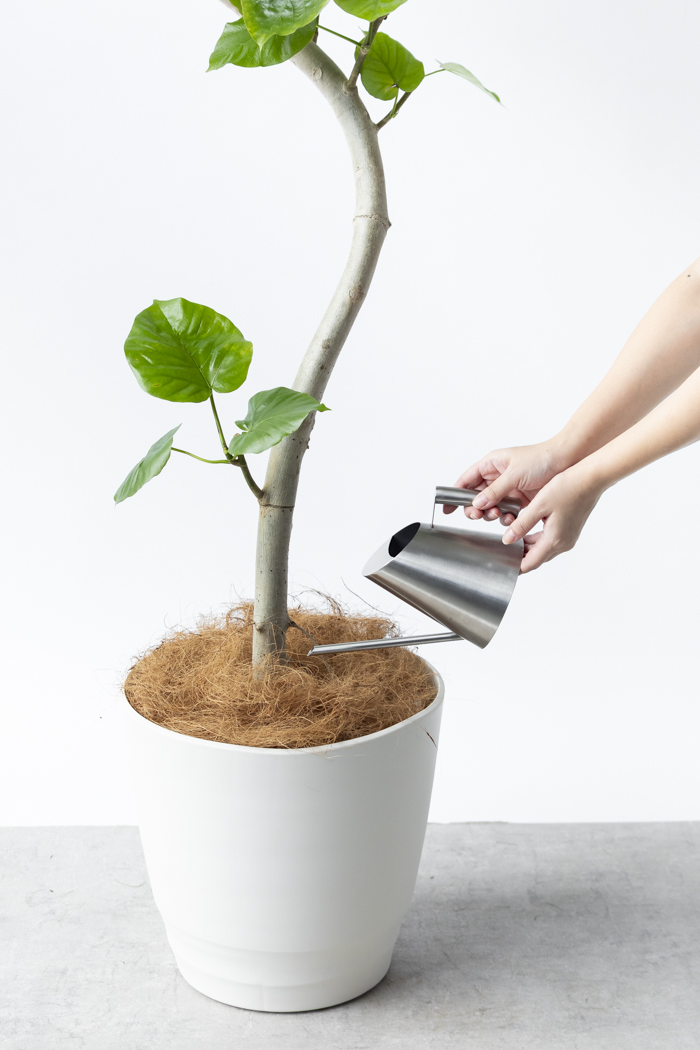 観葉植物 フィカス ウンベラータ曲がり（10号鉢）の写真11枚目