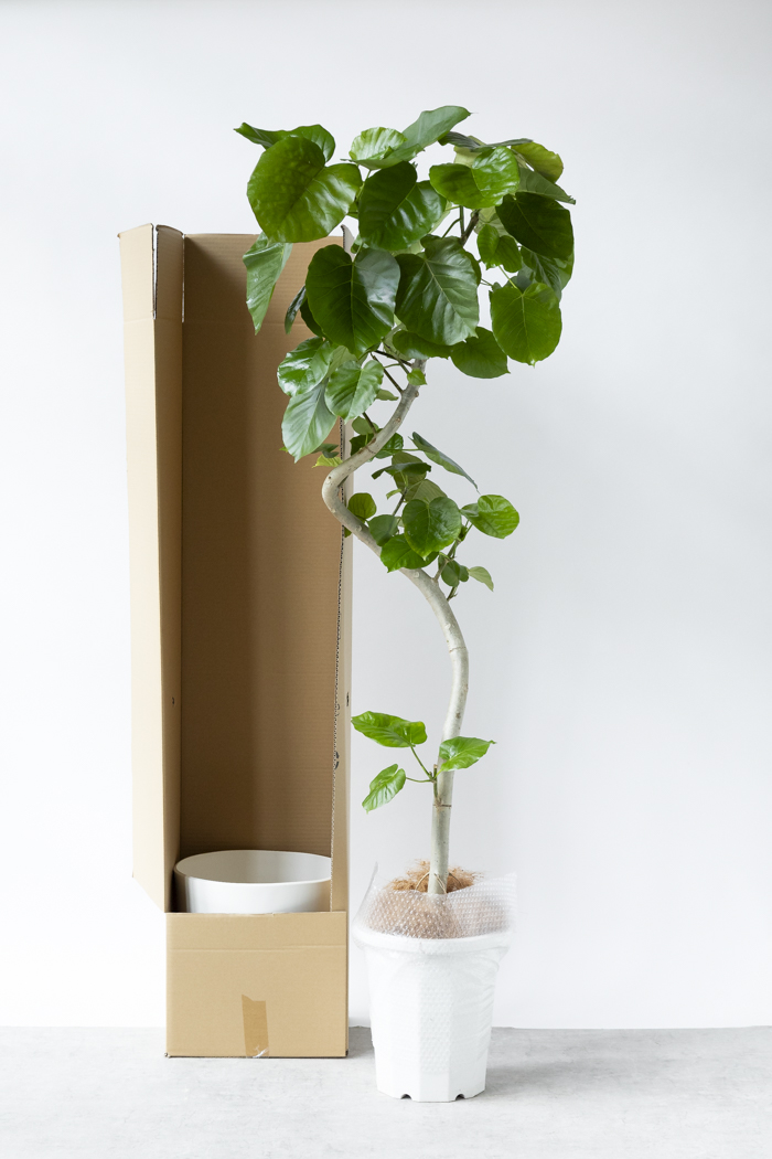 観葉植物　フィカス　ウンベラータ　曲がり 10号鉢 観葉植物 フィカス ウンベラータ曲がり（10号鉢）｜HanaPrime