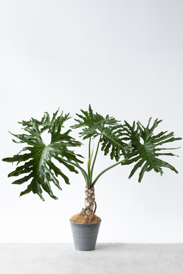 観葉植物 フィロデンドロン セローム根上り（8号鉢）の写真1枚目