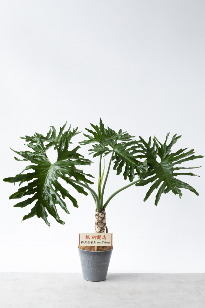 観葉植物 フィロデンドロン セローム根上り（8号鉢）