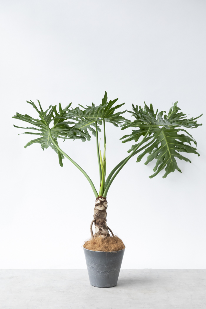 観葉植物 フィロデンドロン セローム根上り（8号鉢）の写真3枚目