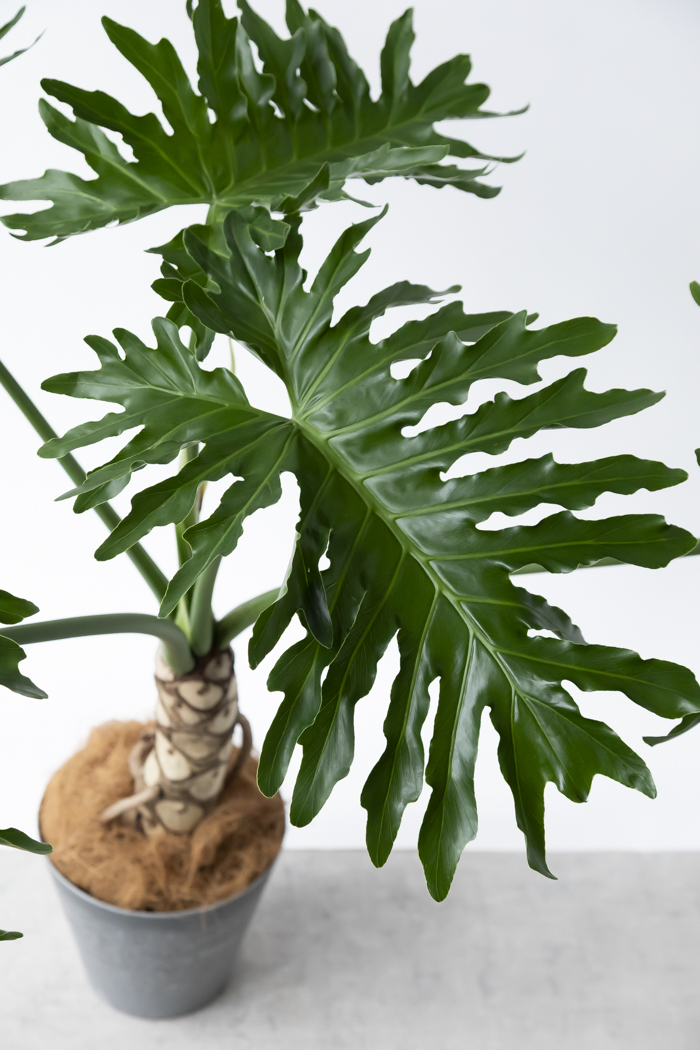 観葉植物 フィロデンドロン セローム根上り（8号鉢）の写真4枚目