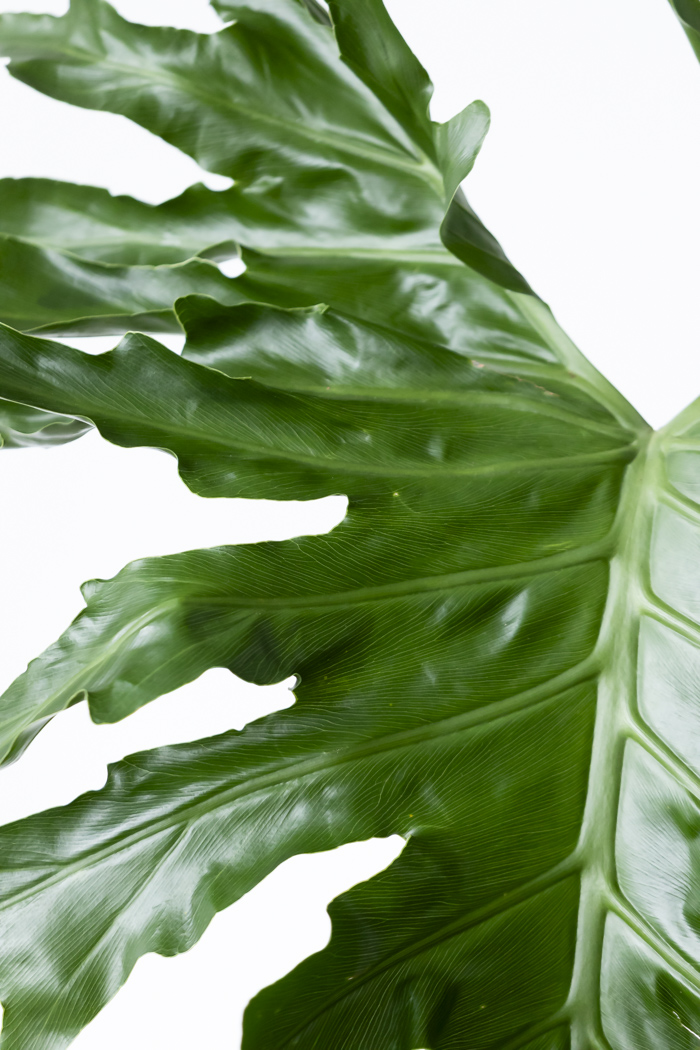 観葉植物 フィロデンドロン セローム根上り（8号鉢）の写真5枚目