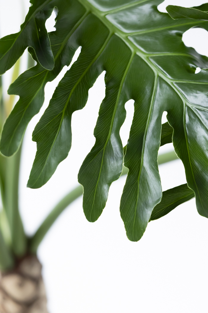 観葉植物 フィロデンドロン セローム根上り（8号鉢）の写真6枚目