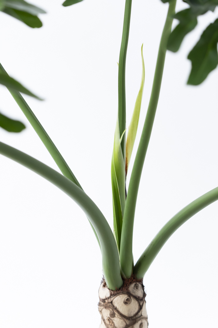 観葉植物 フィロデンドロン セローム根上り（8号鉢）の写真7枚目