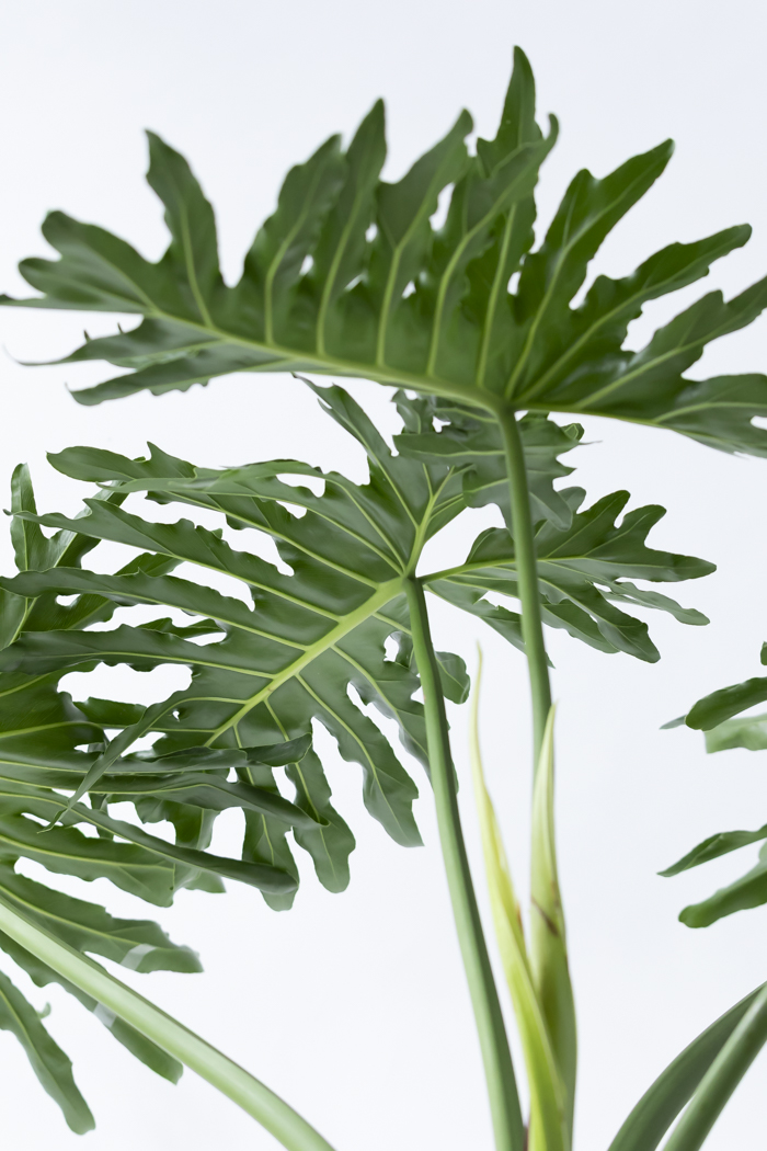 観葉植物 フィロデンドロン セローム根上り（8号鉢）の写真8枚目