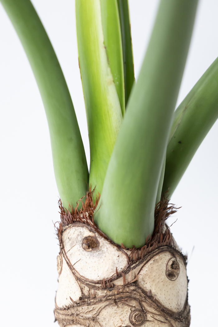 観葉植物 フィロデンドロン セローム根上り（8号鉢）の写真9枚目