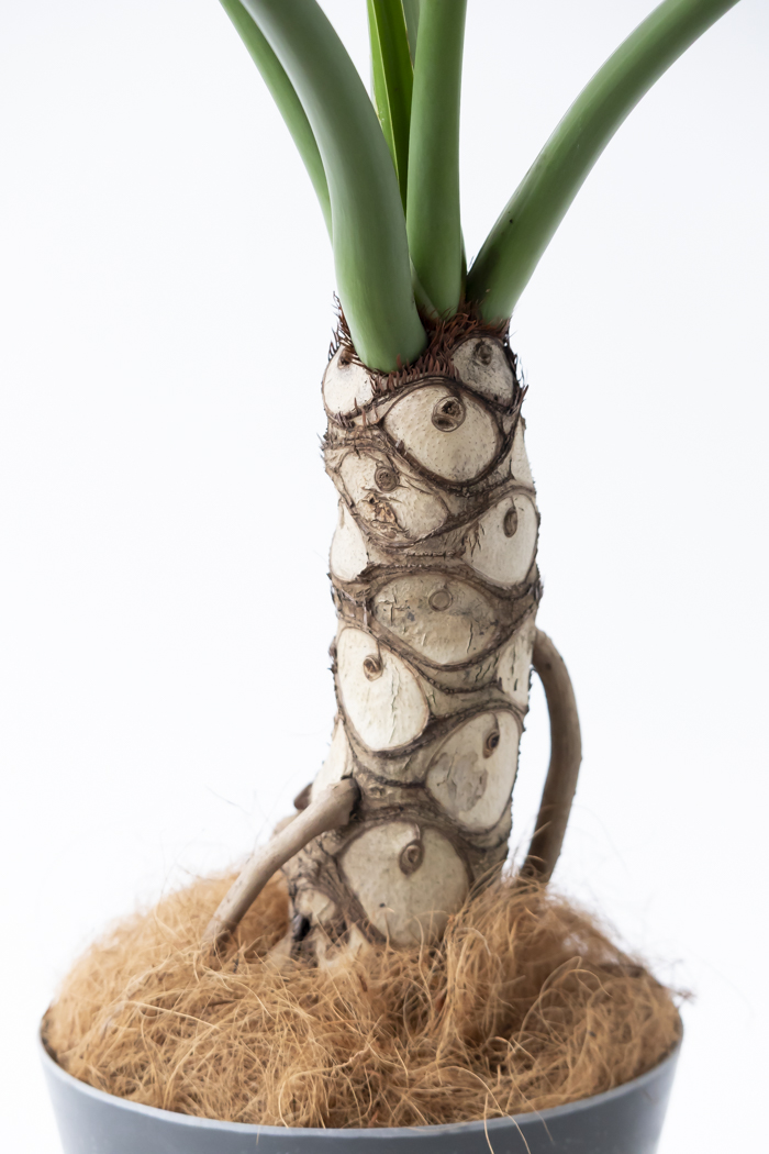 観葉植物 フィロデンドロン セローム根上り（8号鉢）の写真10枚目