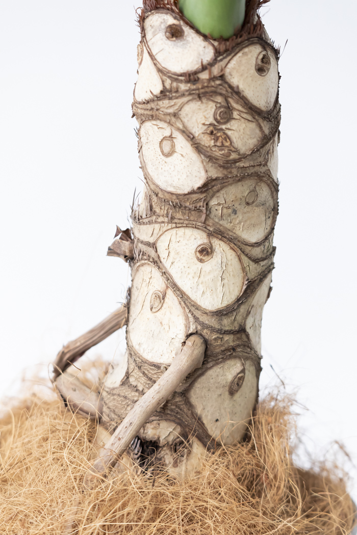 観葉植物 フィロデンドロン セローム根上り（8号鉢）の写真11枚目