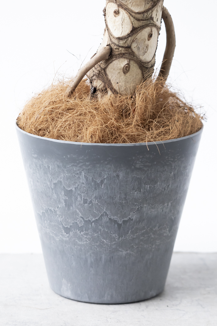 観葉植物 フィロデンドロン セローム根上り（8号鉢）の写真12枚目