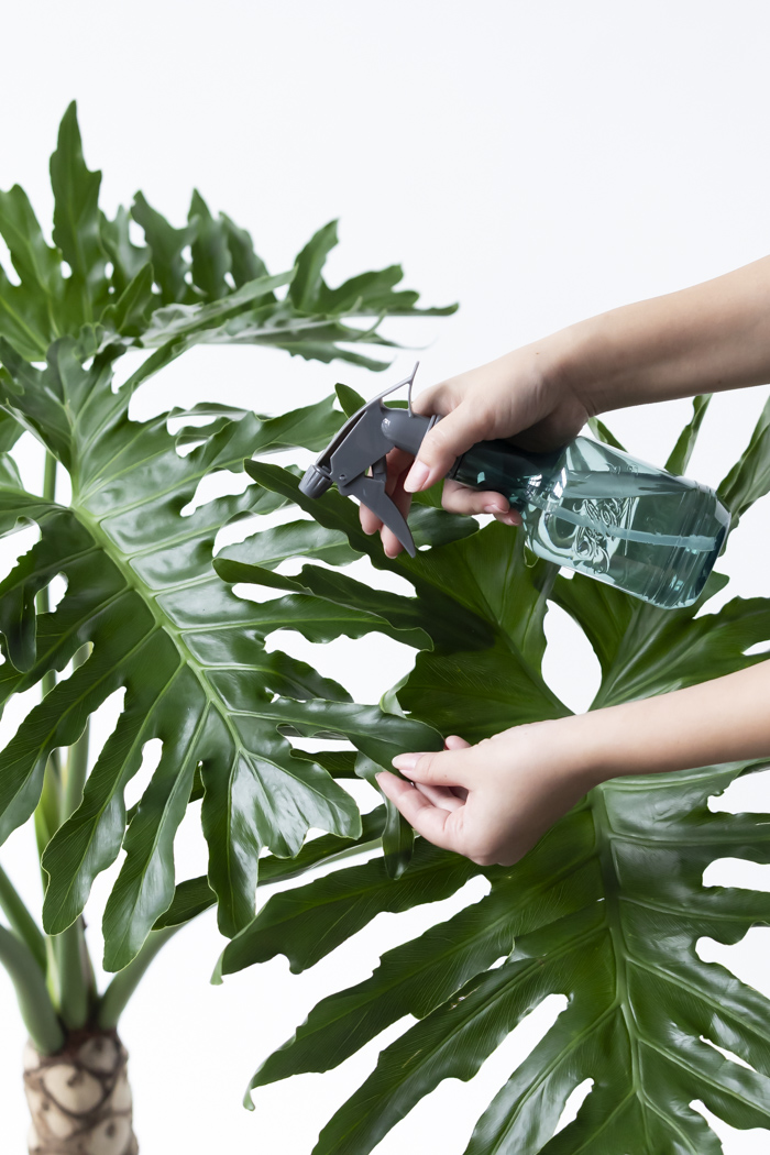 観葉植物 フィロデンドロン セローム根上り（8号鉢）の写真13枚目