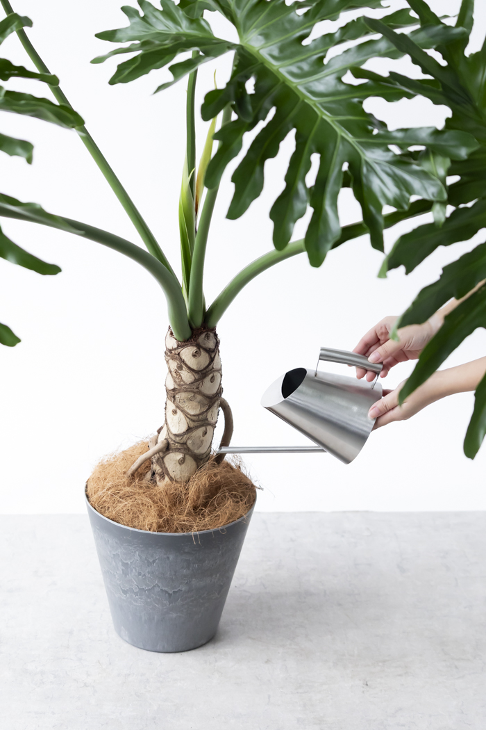 観葉植物 フィロデンドロン セローム根上り（8号鉢）の写真14枚目