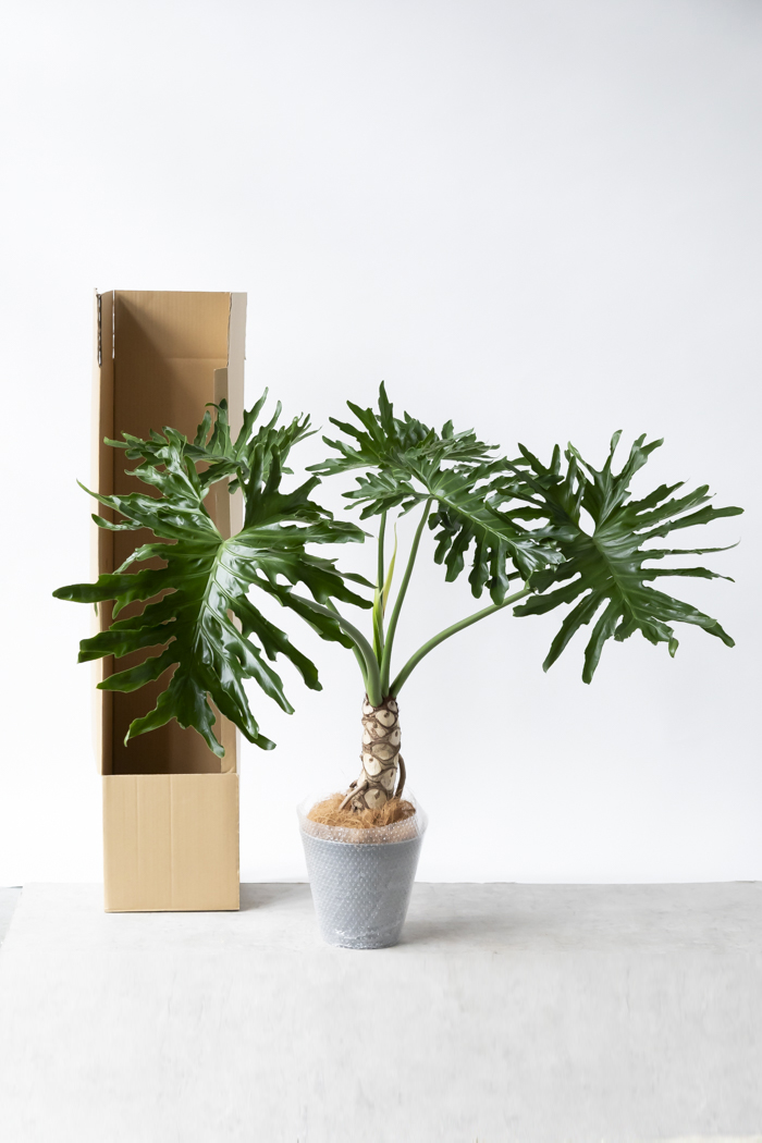 観葉植物 フィロデンドロン セローム根上り（8号鉢）の写真15枚目