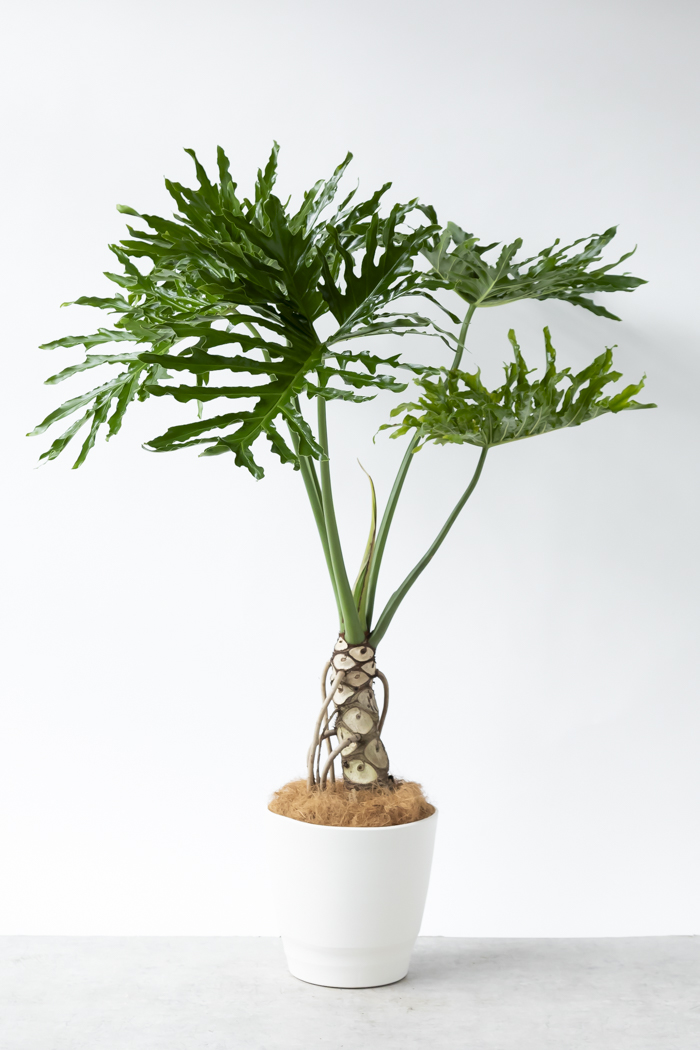 観葉植物 フィロデンドロン セローム根上り（10号鉢）