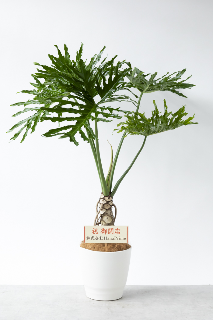 観葉植物 フィロデンドロン セローム根上り（10号鉢）