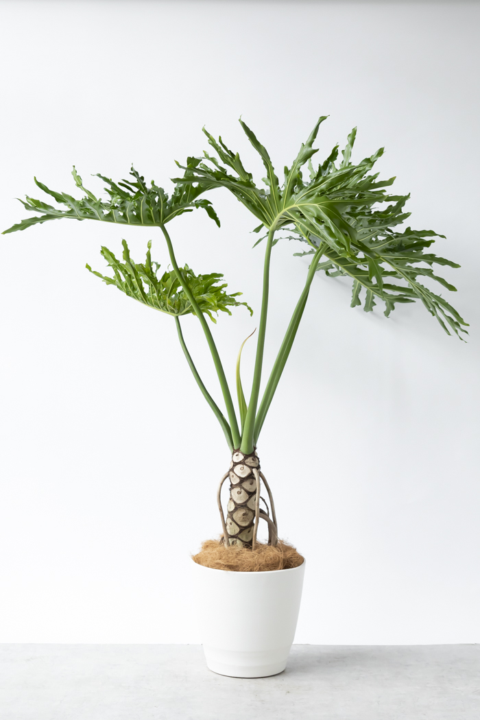 観葉植物 フィロデンドロン セローム根上り（10号鉢）の写真3枚目