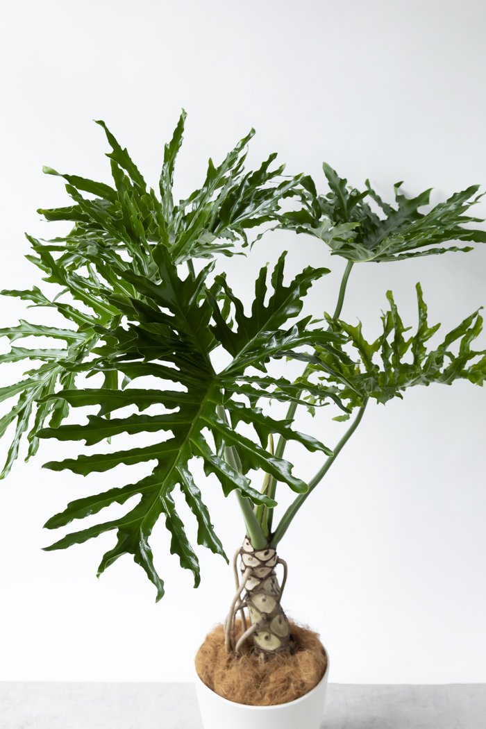 観葉植物 フィロデンドロン セローム根上り（10号鉢）の写真4枚目