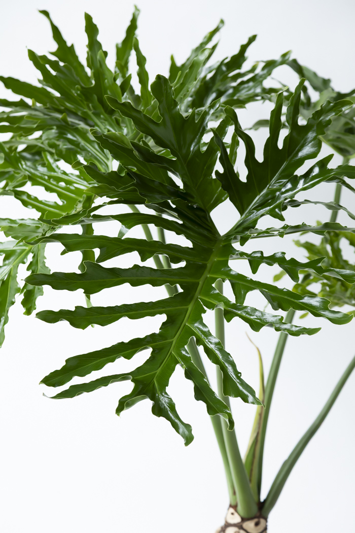 観葉植物 フィロデンドロン セローム根上り（10号鉢）の写真5枚目