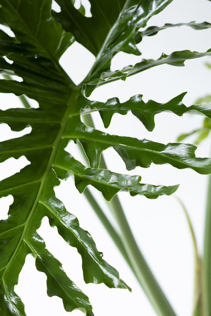 観葉植物 フィロデンドロン セローム根上り（10号鉢）の写真6枚目