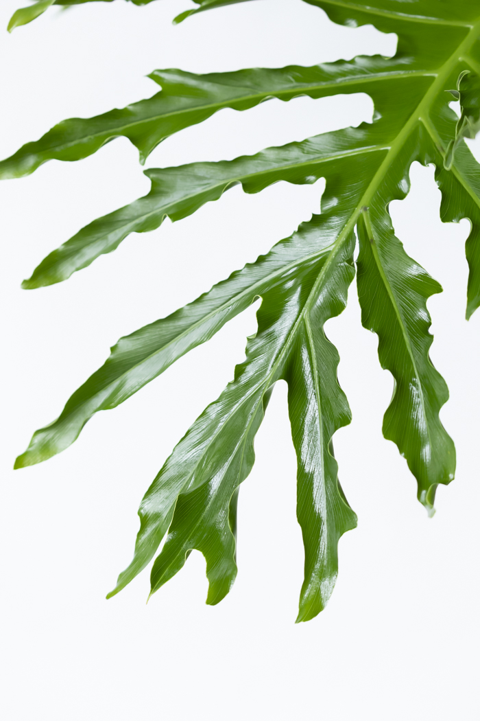 観葉植物 フィロデンドロン セローム根上り（10号鉢）の写真7枚目