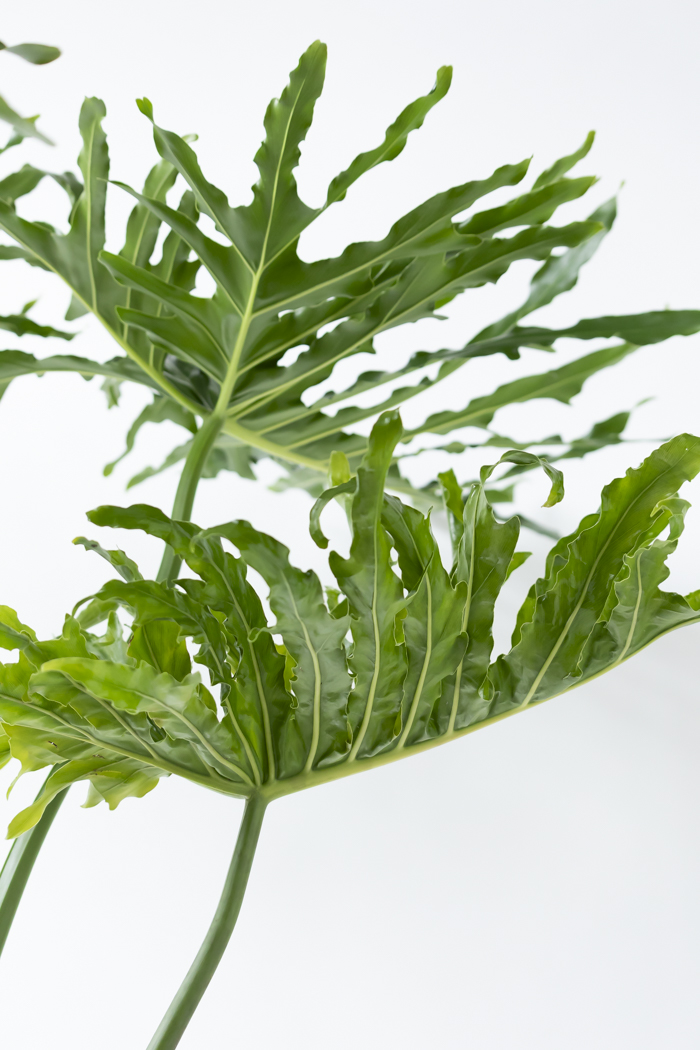 観葉植物 フィロデンドロン セローム根上り（10号鉢）の写真8枚目