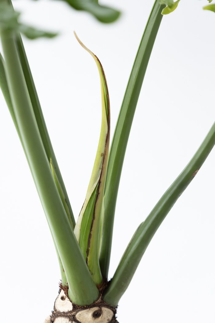 観葉植物 フィロデンドロン セローム根上り（10号鉢）の写真9枚目