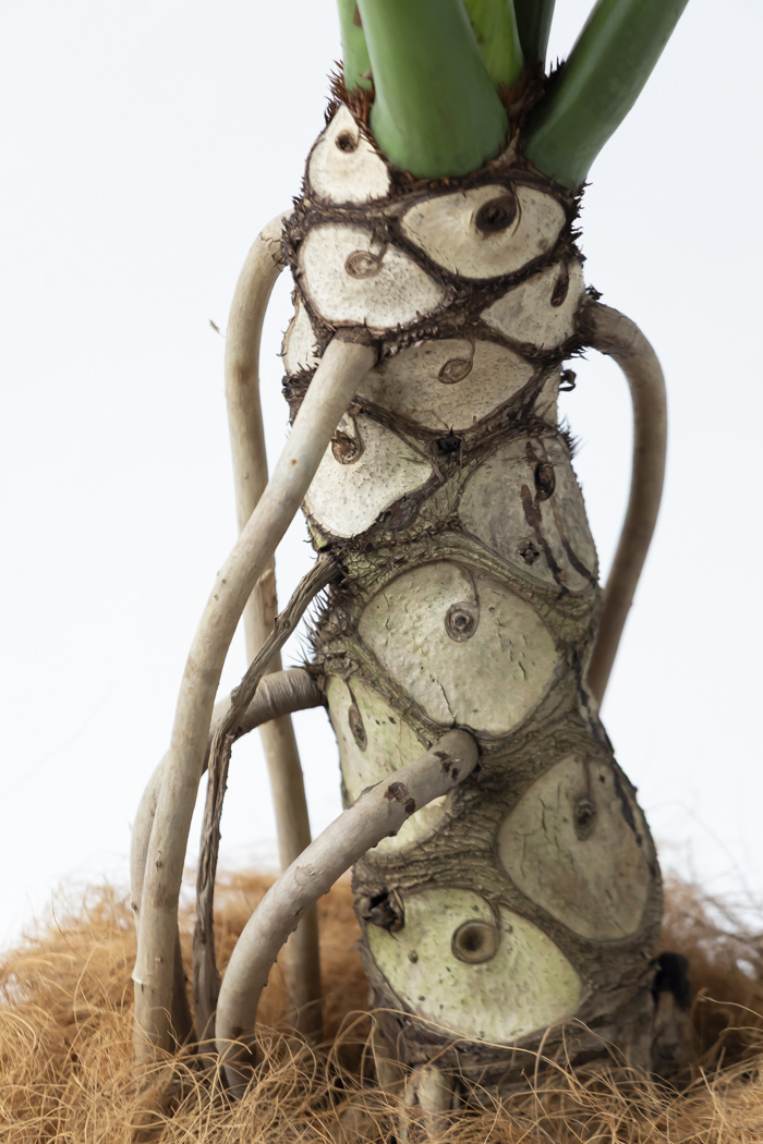 観葉植物 フィロデンドロン セローム根上り（10号鉢）の写真10枚目