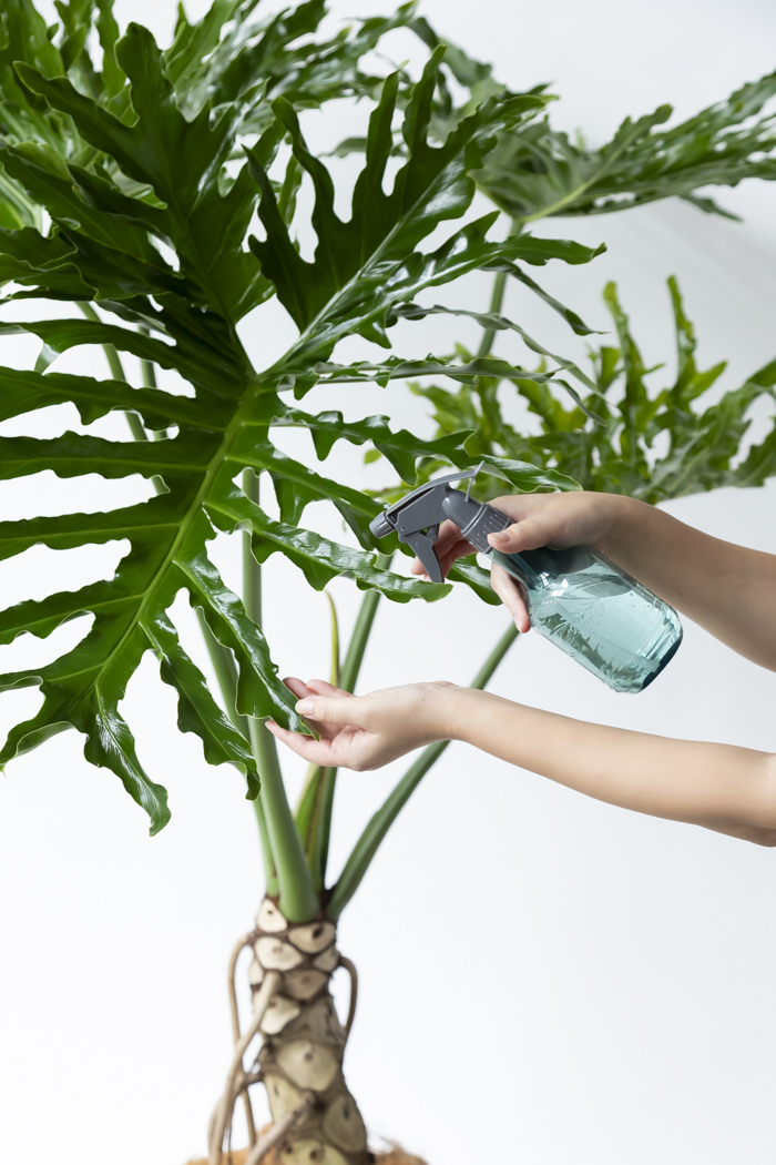 観葉植物 フィロデンドロン セローム根上り（10号鉢）の写真11枚目