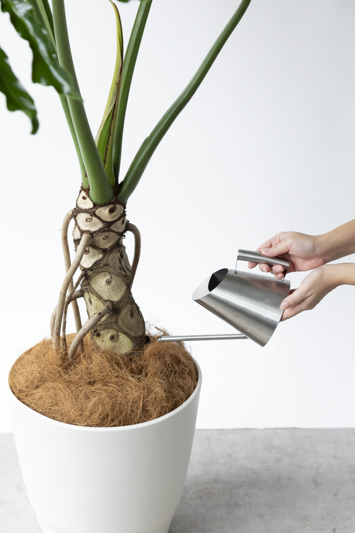 観葉植物 フィロデンドロン セローム根上り（10号鉢）の写真12枚目