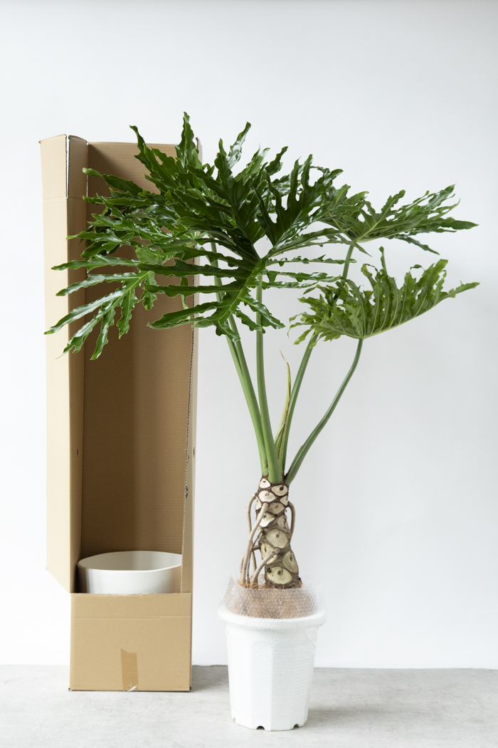 観葉植物 フィロデンドロン セローム根上り（10号鉢）｜HanaPrime