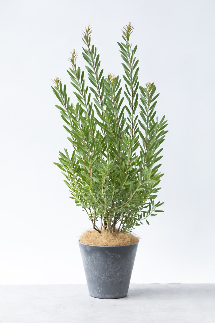 観葉植物 リューカデンドロン サファリサンセット（8号鉢）