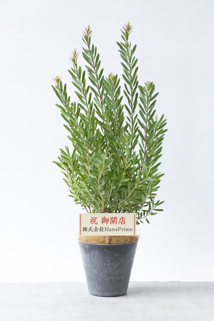 観葉植物 リューカデンドロン サファリサンセット（8号鉢）